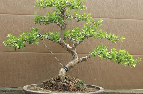 黄杨盆景怎么养5个小知识,详解黄杨盆景养护方法