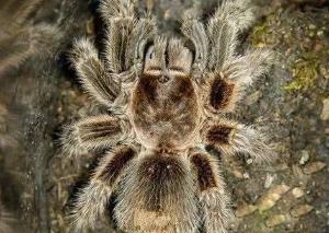 民间传说有一种蛊毒是真的吗,蛊到底是什么东西为什么到处害人