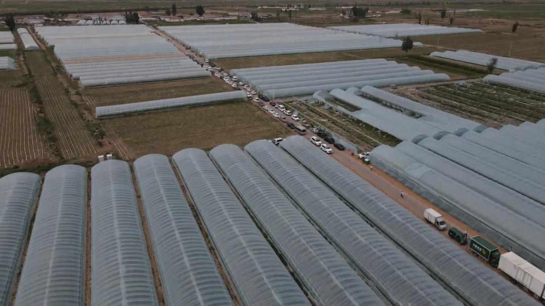 黑柳白梨脆,黑柳子白梨脆甜瓜直播