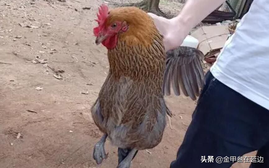 东北为啥都是大乱炖,东北乱炖是啥玩意儿