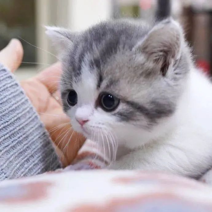 哺乳期小猫拉什么样的便便,哺乳期小猫拉稀怎么办