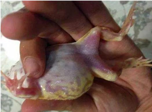 牛蛙预防腹水病,牛蛙腹水病用什么药消毒