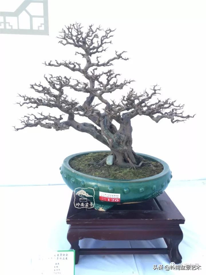 经典雀梅文人树盆景,十年以上的雀梅盆景图及价格