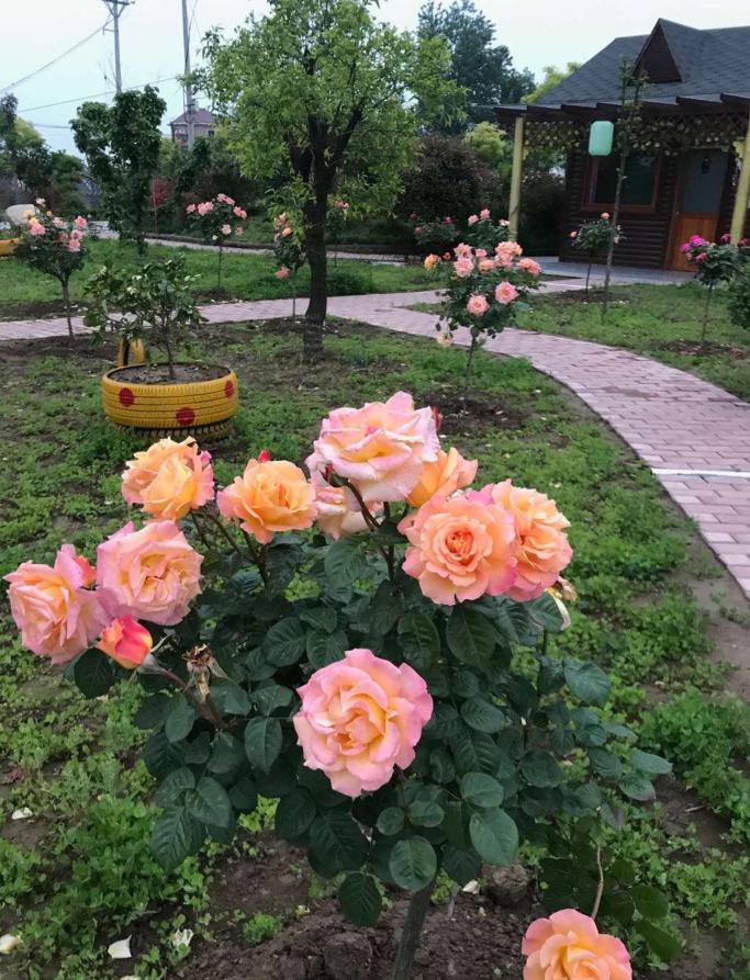 清明小长假，阜城周边踏青赏花攻略！