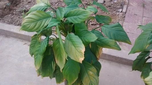 万年青养护的正确方法,万年青怎么护理