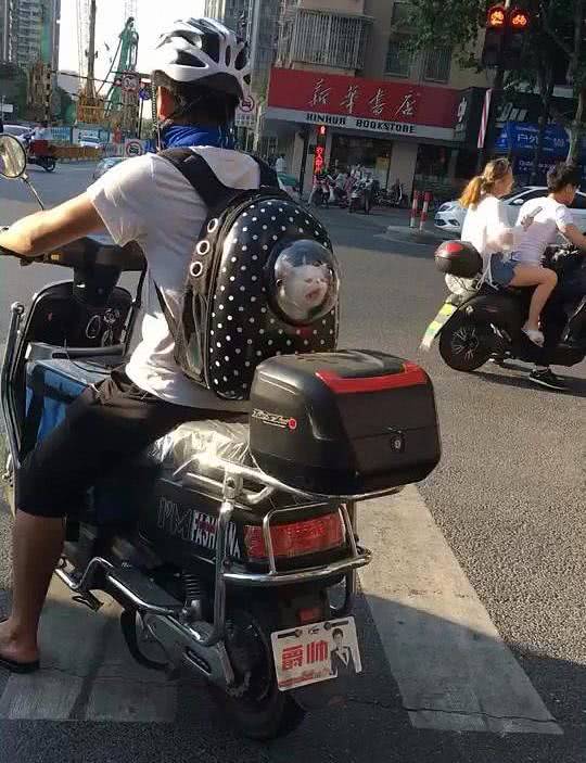 外卖小哥萨摩视频,外卖小哥和萨摩