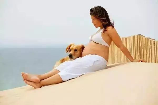 怀孕养狗会导致胎停吗,怀孕养狗会导致流产吗