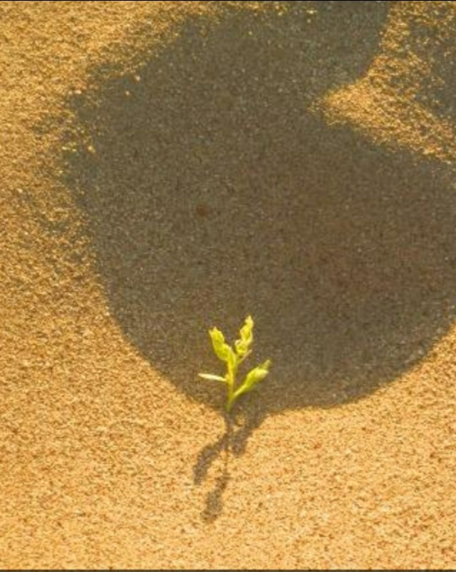 父亲的背影回忆父亲胰腺癌的日子 (胰腺癌活过1年)