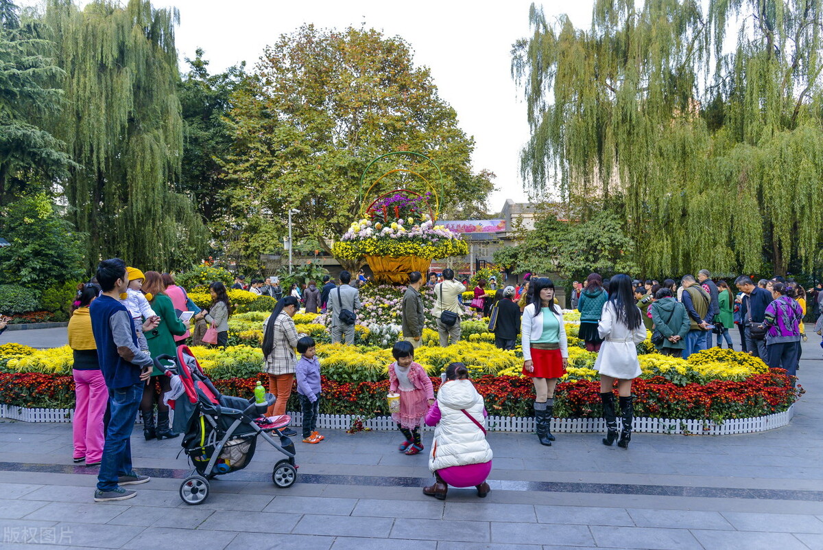重阳节赏菊正当时，推荐国内这9个地方的赏菊好去处，沉浸式赏花
