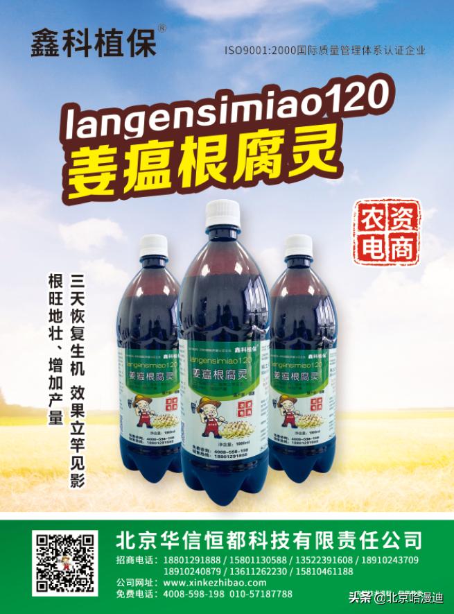 大姜得了炭疽病的症状，有什么防治药剂吗？