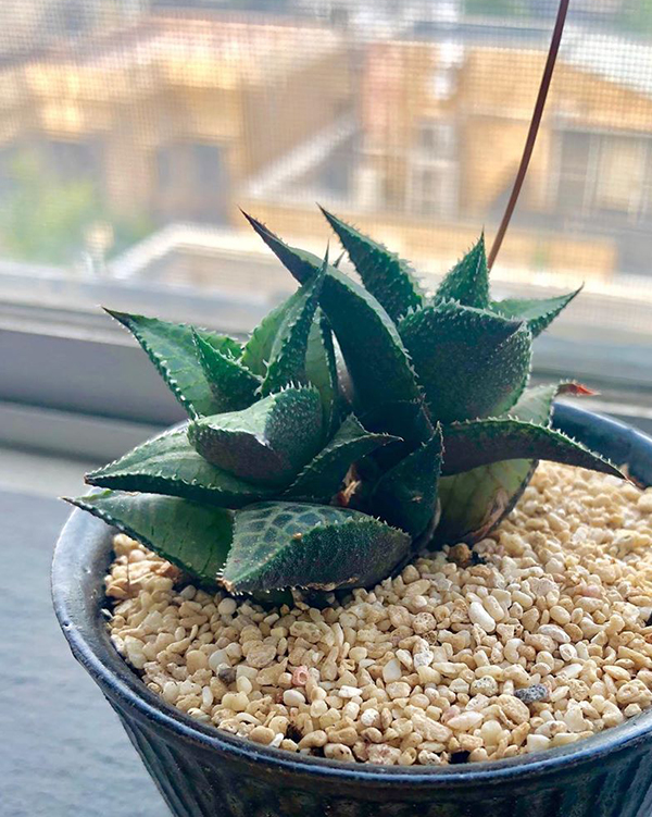 多肉植物一年四季可以晒太阳吗,夏季怕热怕晒的多肉植物