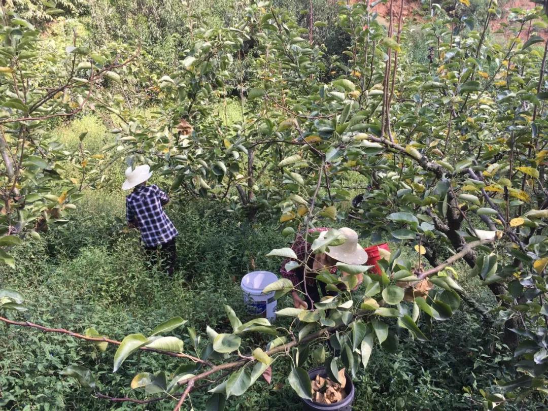 6元一斤果农无人问津,果农水果卖不出去5毛钱一斤