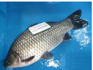 通威集团发家史,通威集团的发展历程