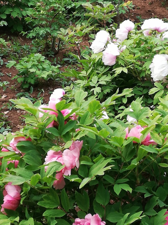 福彩3d排列3怎么玩,福彩3d排列3和排列6什么意思