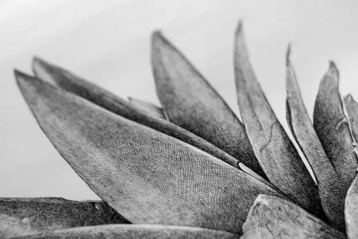 小央美钢笔画视频,极品五大钢笔画简直美爆