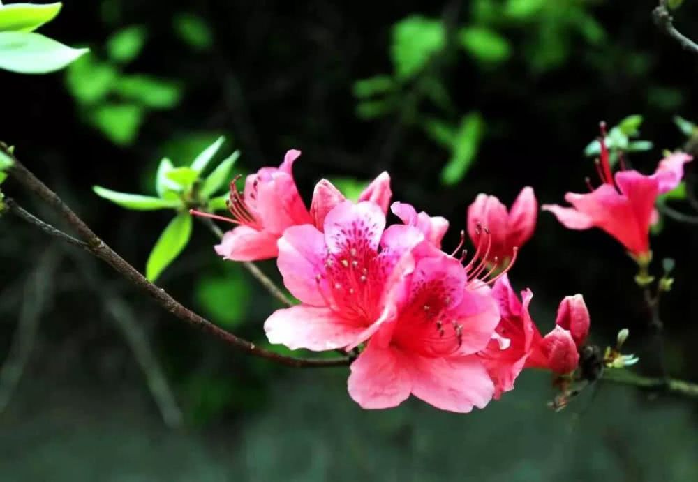 莲峰云雾山,仙溪云雾山