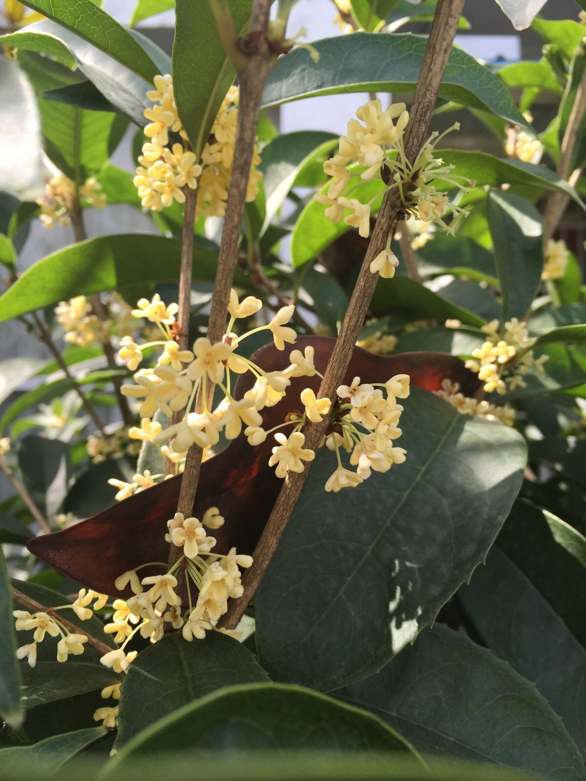 盘点史上最全中国各城市市花,中国各个地方的市花