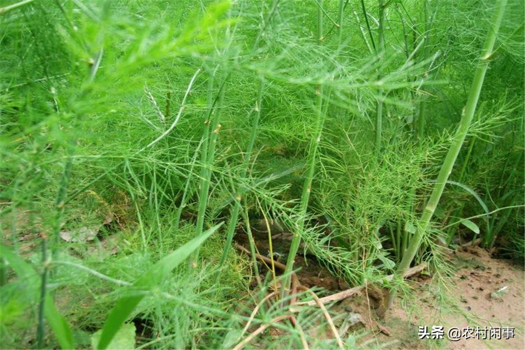 大棚芦笋种植的真实收益,种植芦笋买种子好还是买苗子好呢