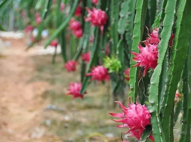 她敢做吃螃蟹第一人，在北方种植火龙果，年收入过百万