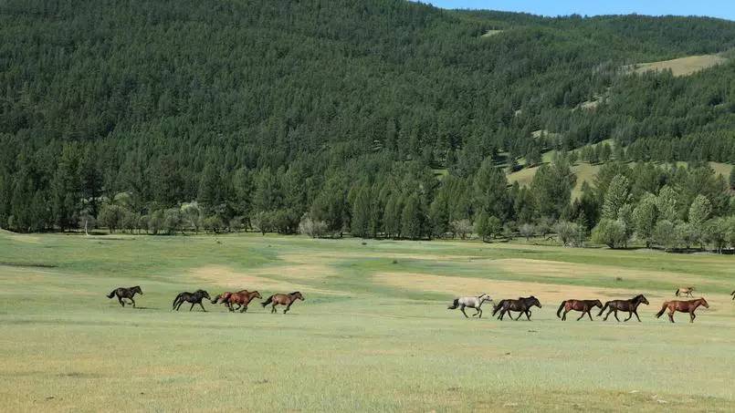 蒙古国最美丽的自然风光,美丽的蒙古国草原风光无限