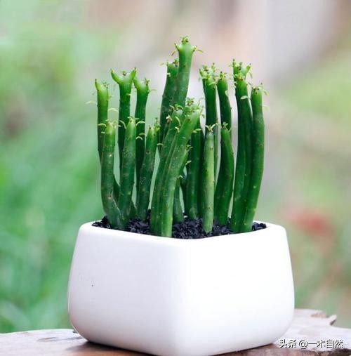 不适合室内种植的有毒绿植,十种有毒的绿植