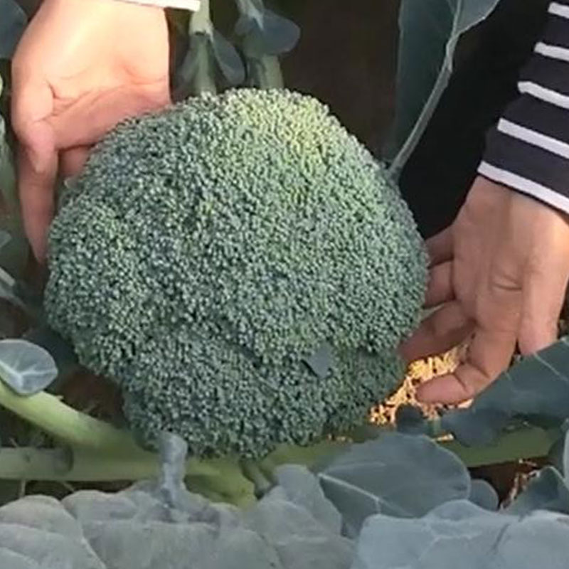 高产价值高的蔬菜,好吃好种又高产的蔬菜