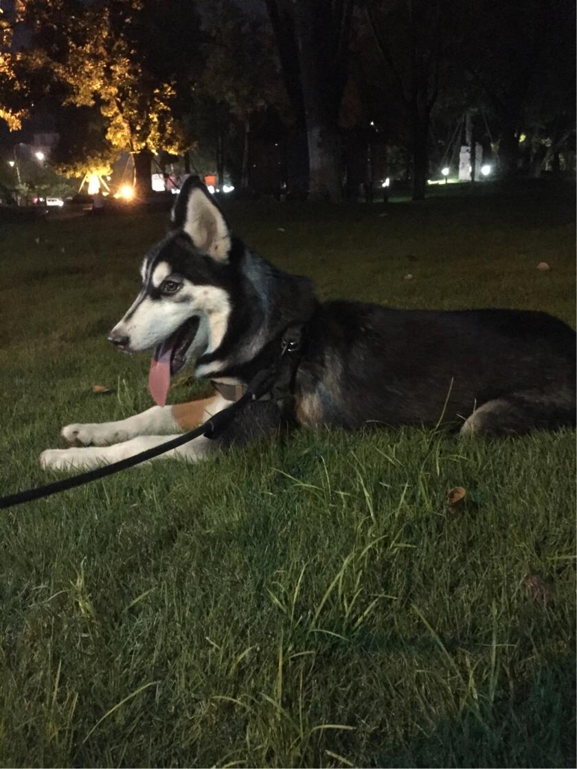 看狗狗的便便可以判断健康情况,如何从粪便判断狗狗的健康状况呢