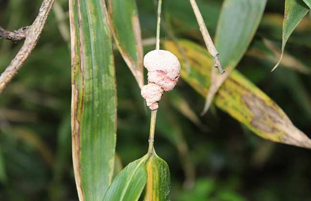 竹子里的虫子多少钱一斤,竹林中的虫子多少钱一斤