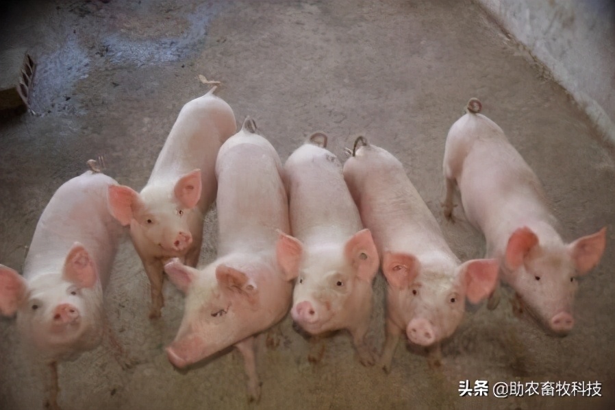 猪发热多少度时用药,猪低温375用什么药