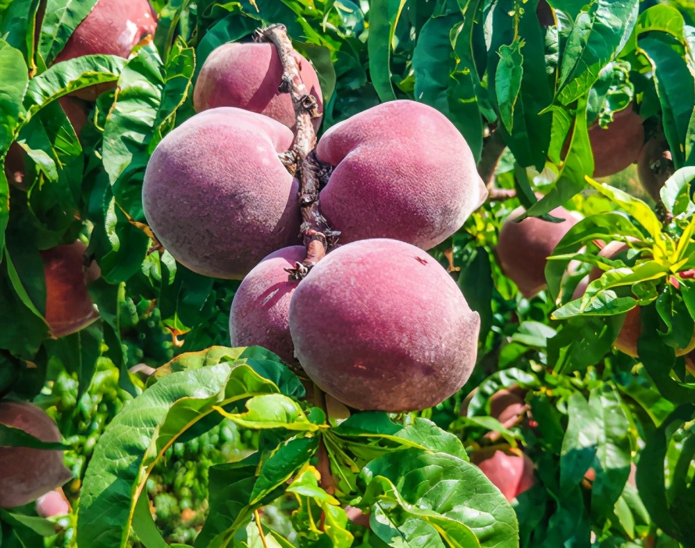 能吃上又甜又新鲜的水蜜桃,吃冻水蜜桃而且还是真的水蜜桃