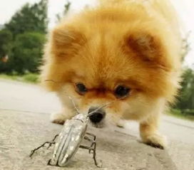 明知有毒还甘之如饴,明知毒品危害为什么还有人吸食