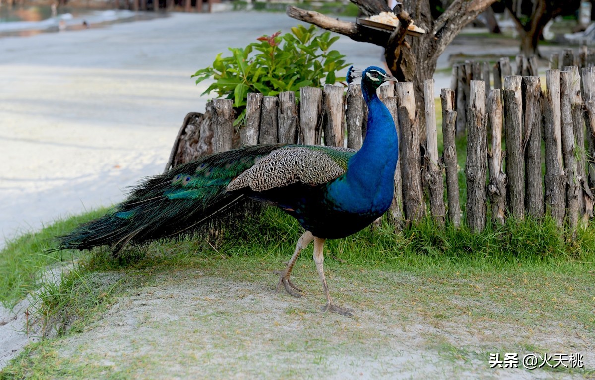 东南亚巴厘岛旅游攻略,旅游马来西亚几月去好