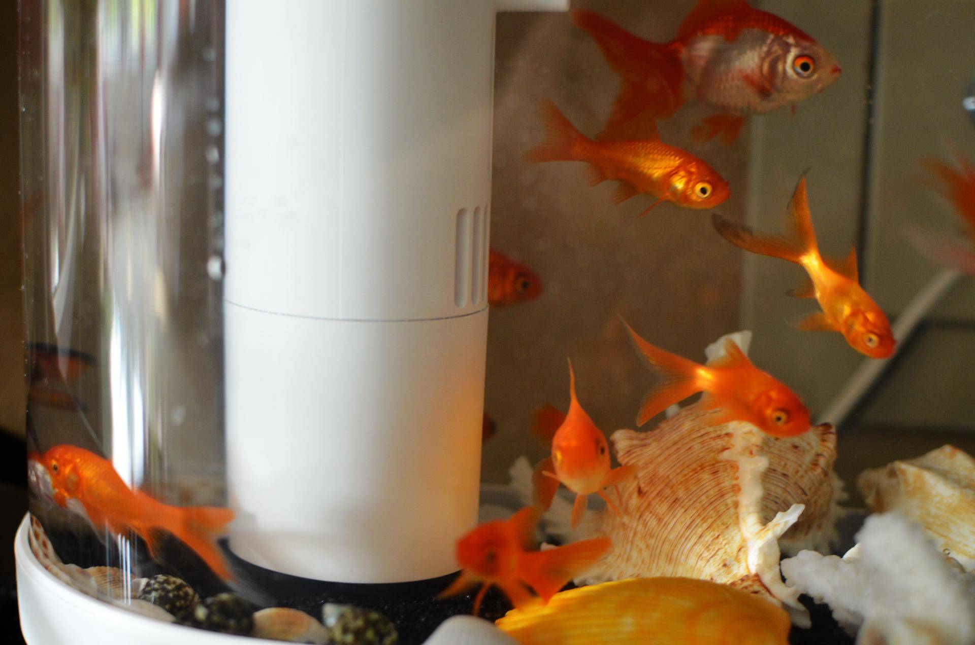 懒人鱼缸养鱼,懒人能养鱼吗