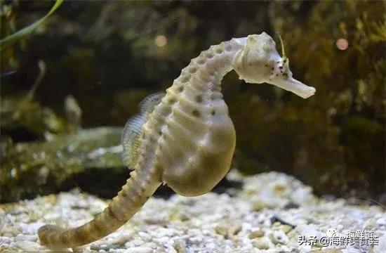 十种最美味海鲜,100种常见海鲜大全图