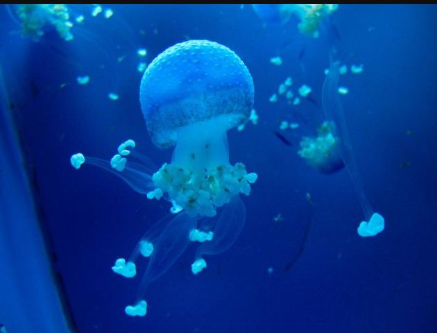 常州金鹰海洋世界门票,常州海洋金鹰海洋世界