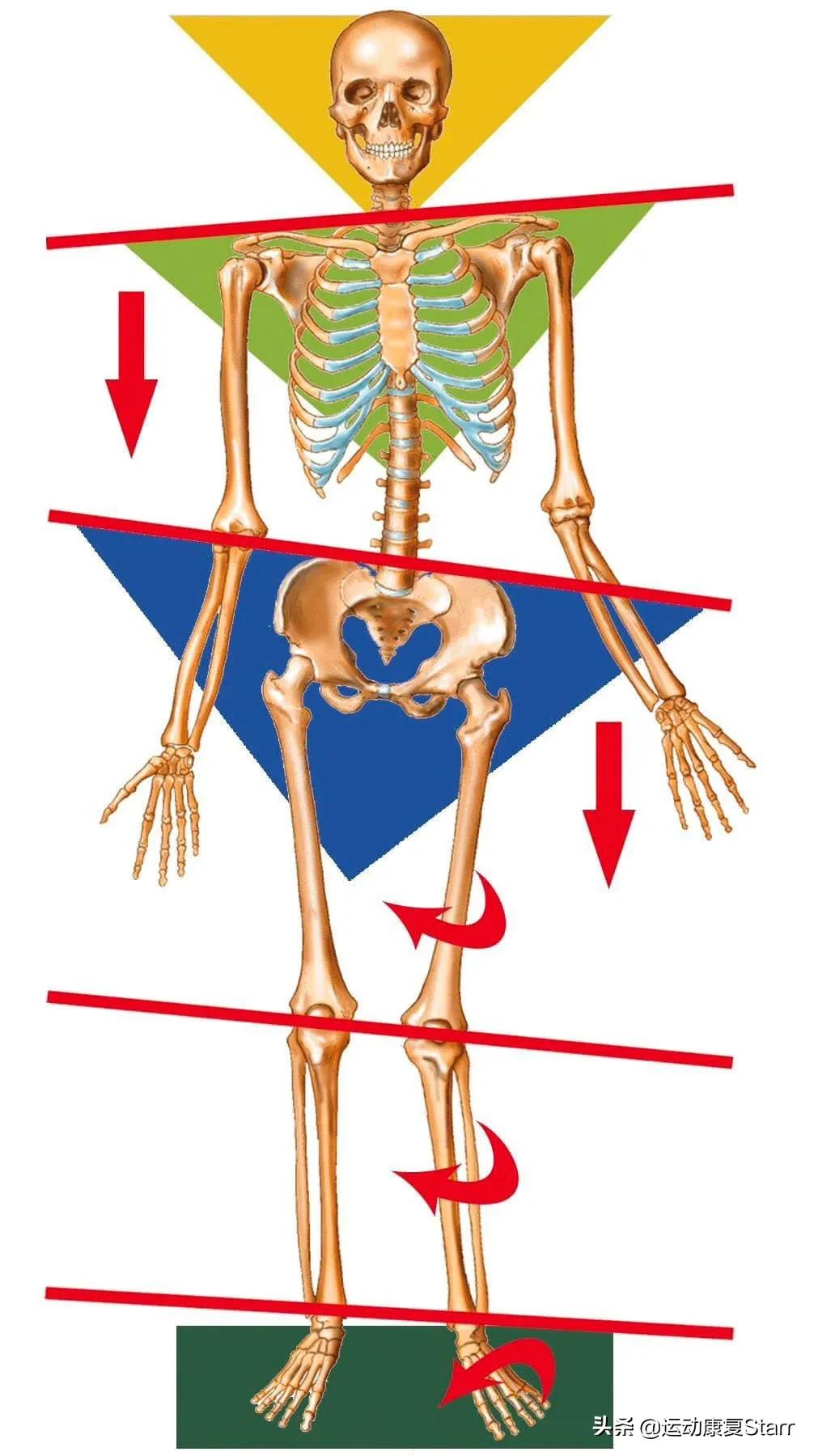 运动康复师学习资料,运动康复学习笔记