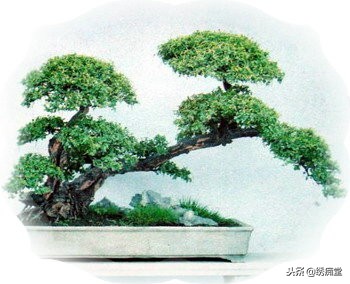 丛林式盆景欣赏,盆景欣赏及制作