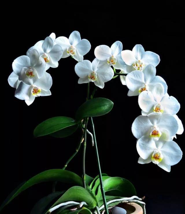 顶级珍稀兰花品种大全视频,珍稀兰花摄影