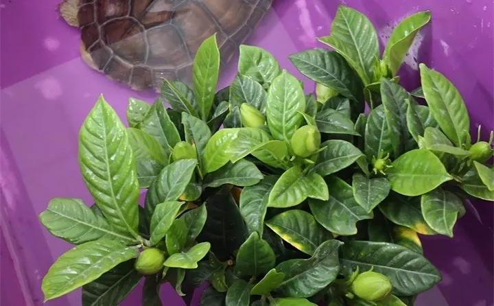 刚买的花，发蔫落苞加黄叶！为什么呢？多半是放错了位置