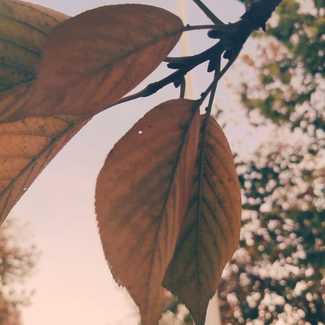 生在民谣里的清白热烈【歌词小摘】