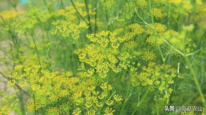农民种茴香哪些要点需要掌握,这季节种什么蔬菜最合适小茴香