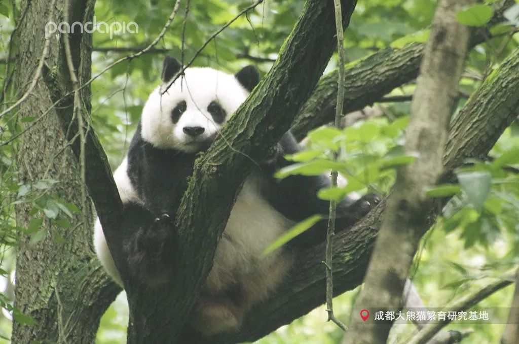 挂树的正确方法,猴子挂树姿势