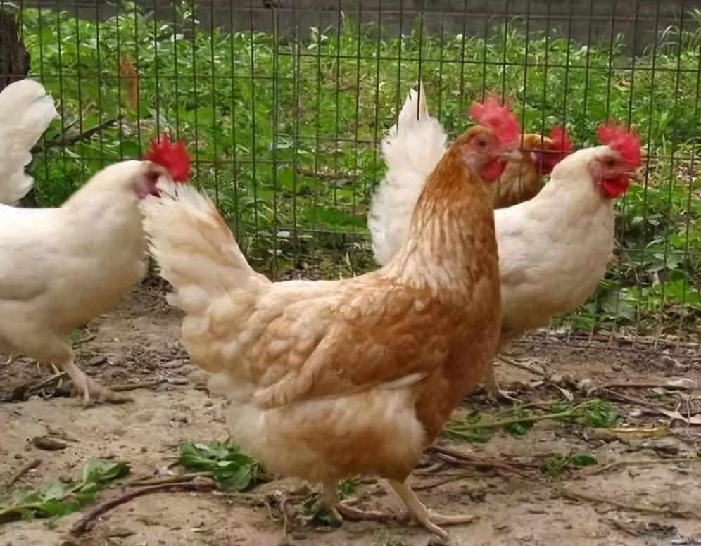 蛋鸡输卵管炎治疗哪个厂家的好,阿莫西林治疗蛋鸡输卵管炎有效吗