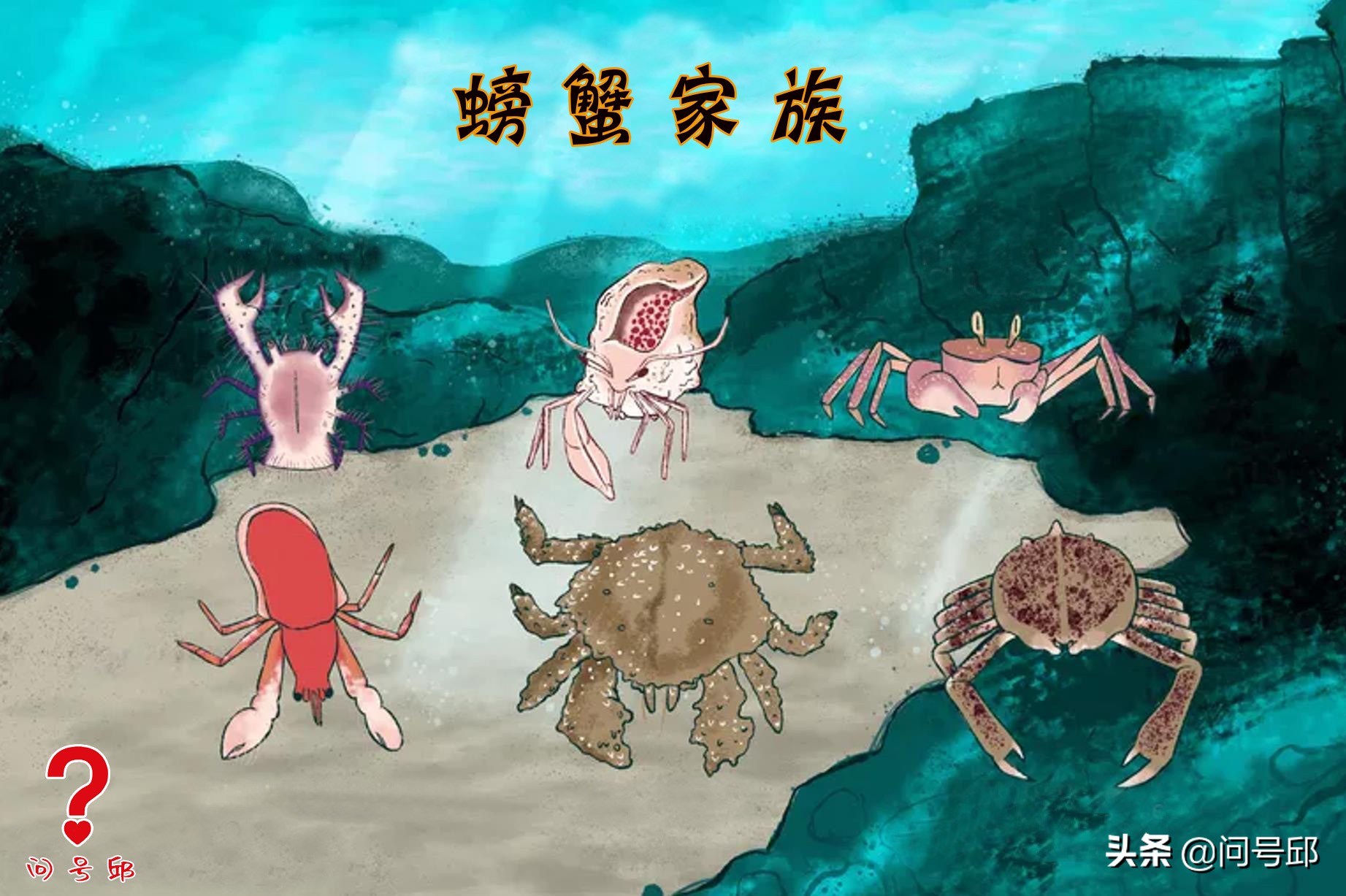 100只很奇怪的螃蟹,很多奇怪螃蟹