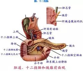 酒喝多吐了不醉,酒喝多了吐好还是不吐好
