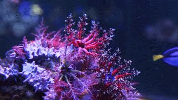 色彩斑斓的海底珊瑚,五彩缤纷的海洋生物视频