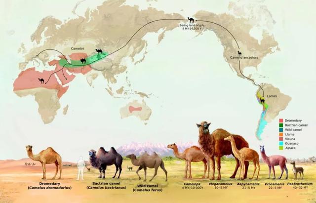 包括羊驼的十大神兽羊驼简介,最好的神兽羊驼
