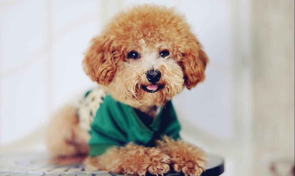 了解泰迪犬的生活习性,泰迪犬的优点和缺点有哪些表现