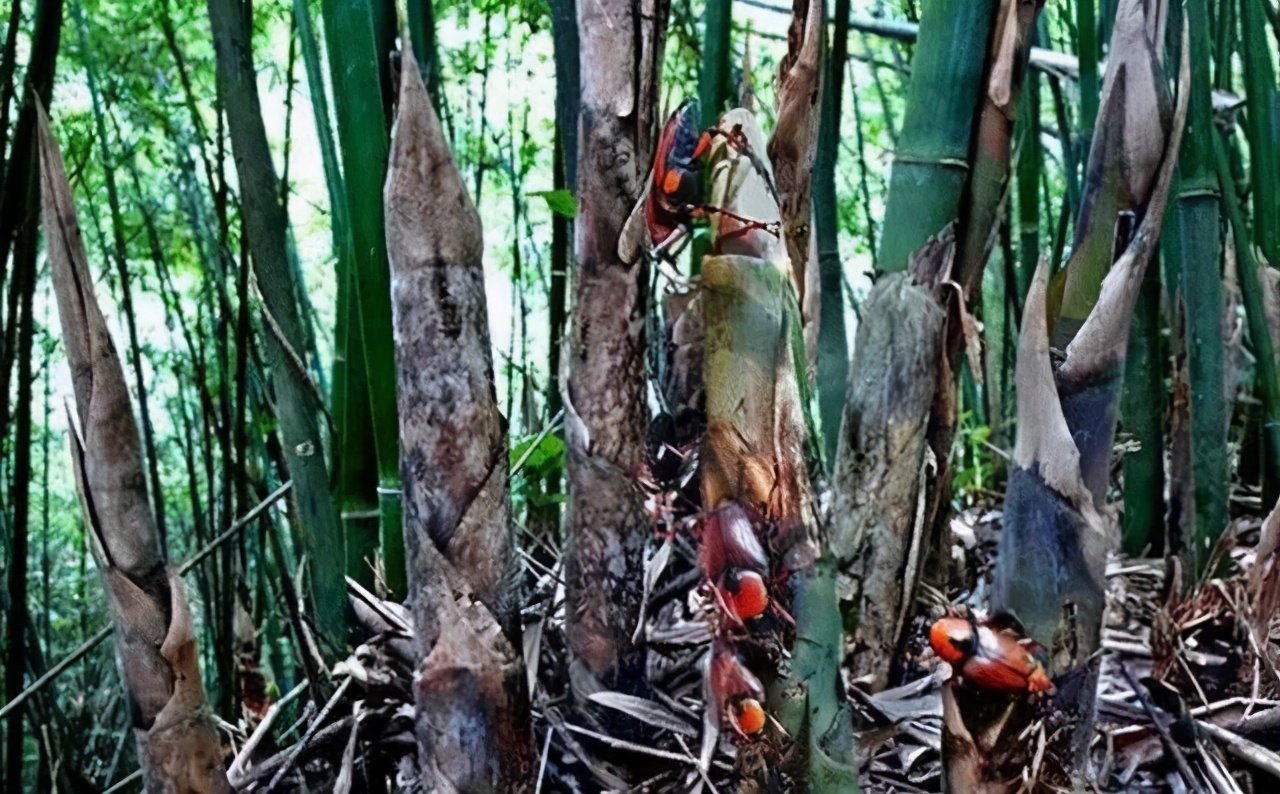 专吃稚嫩的竹笋,农民恨之入骨,但吃货却很喜爱,市价80元一斤