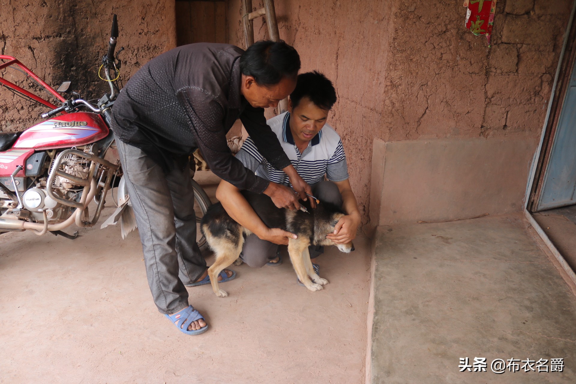 兽医宝典:能繁母猪产科疾病防治实践经验推广